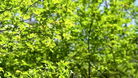 Green leaves close-up in summer.. Stock Footage 310053152