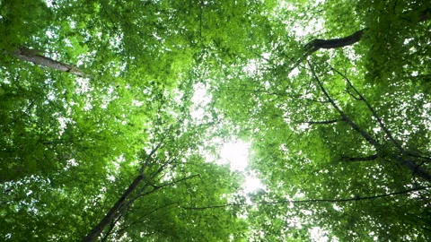 Green leaves close-ups. background depth. beautiful bokeh. Stock Footage 194284598