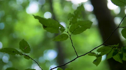 Green leaves close-ups. background depth. beautiful bokeh. Vidéo 194289329