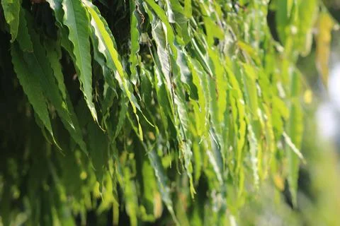 Green leaves close up view. Stock Photos