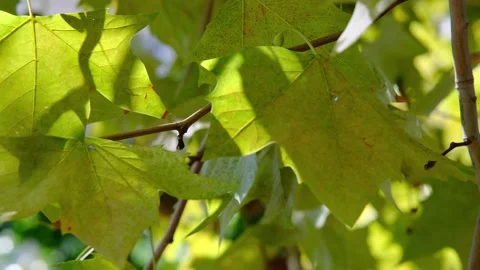 Green leaves closeup, tree foliage in the sunlight outdoors. Stock Footage 227706187