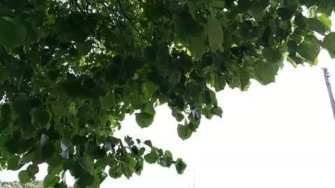 Green leaves with Cloudy sky, Green leaves moving ,Nature life Stock Footage 146892006