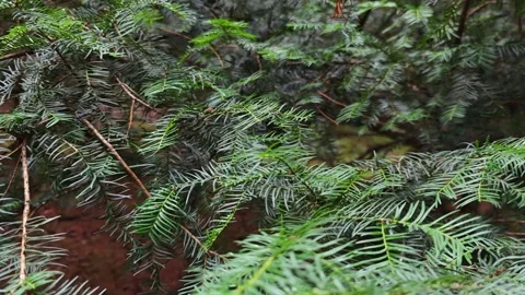 Green leaves of a conifer tree moving gently in the wind Vidéo 315358932