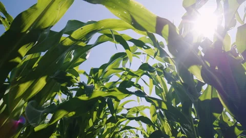 Green leaves corn blowing in breeze an cornfield with sunshine light Stock Footage 260160902