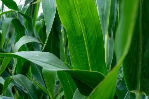 Green leaves of corn in the field Stock Photos