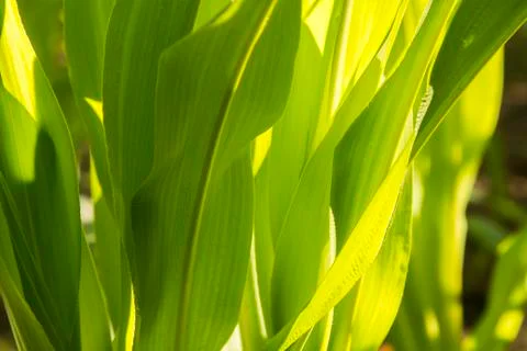 Green leaves of corn Stock Photos
