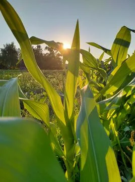 Green leaves of corn Stock Photos