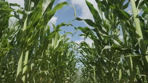 Green Leaves Corn of Plants in Field and Blue Sky With White Clouds. Farm o.. Video stock 336026236