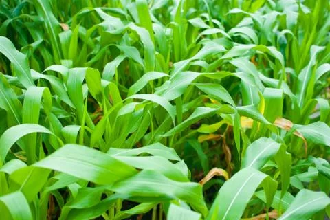 Green leaves of the corn plants Foto stock