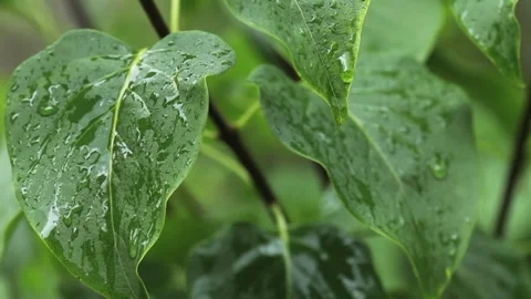 Green leaves covered with droplets while light rain Stock Footage 138303768