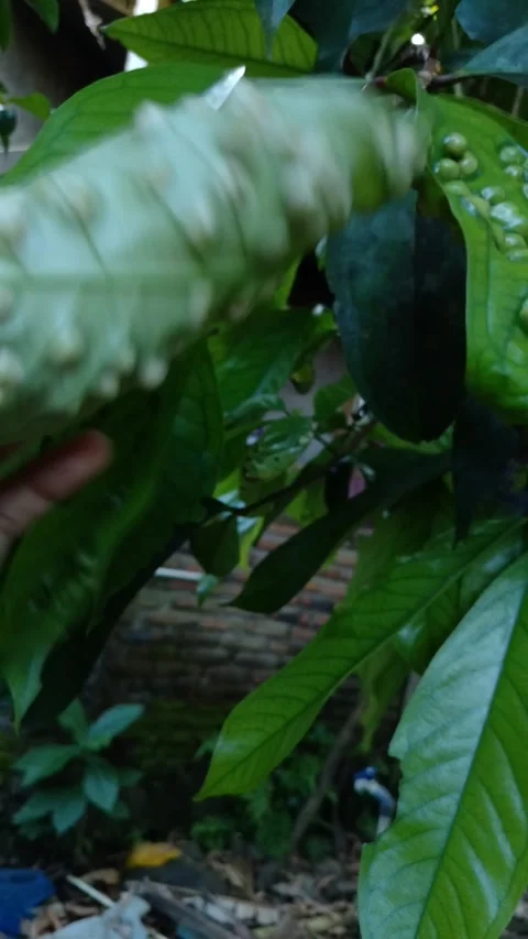 Green leaves covered in small round bumps Видео 331269068