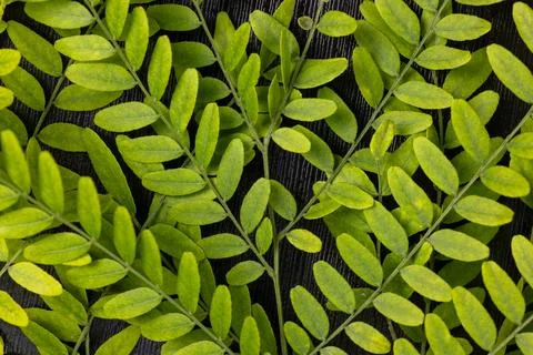 Green leaves creating natural pattern on dark wood background Stock Photos