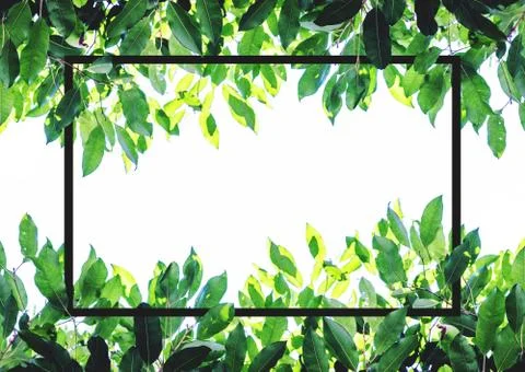 Green leaves with creative square frame layout. on white background Stock Photos