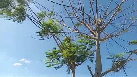 The green leaves of the dadap tree are refreshing to the eyes. 動画素材 337863745