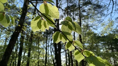 Green Leaves Dance in the sunshine Video stock 236315439