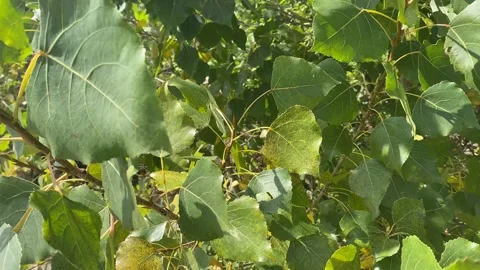 Green Leaves Dancing With The Wind Stock Footage 253147388