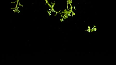 Green Leaves dangling and falling in slow motion HD Stock Footage 253108189