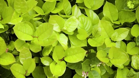 Green leaves at Deception Pass Bridge State Park Washington Stock Footage 73526975