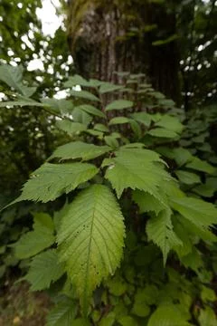 Green leaves of a deciduous tree growing near a textured tree trunk in a lu.. Stock Photos