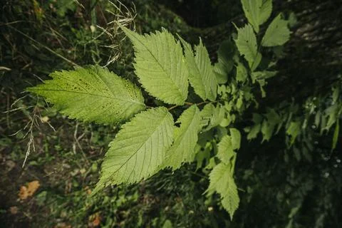 Green leaves of a deciduous tree growing in a natural environment with blur.. Stock Photos