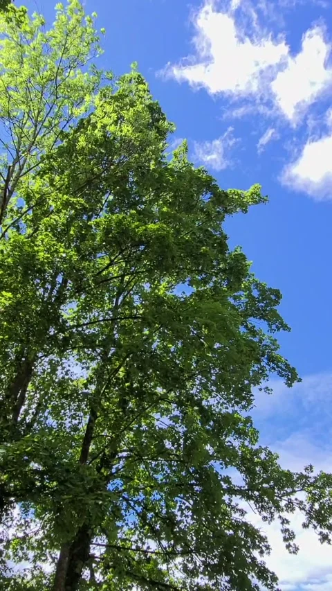 Green leaves of a deciduous tree in the wind Stock Footage 276649536