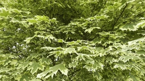 Green Leaves of Decorative Maple Tree in the natural garden 4k shot Stock Footage 197169864