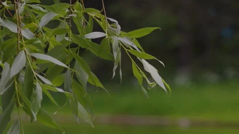 Green Leaves on a Delicate Branch Over Soft Natural Background, Botanical Foliag Vídeo Stock 337877302
