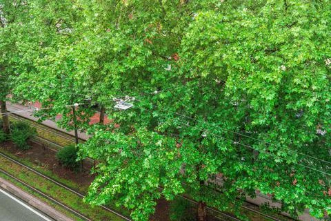 Green leaves of dense maple trees in drops of spring rain over tram line, car Stock Photos
