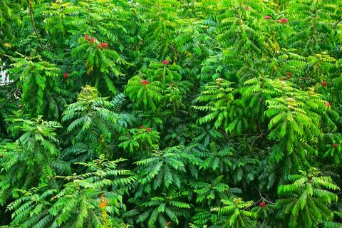 Green leaves of dense tree with tiny red fruits in garden Stock Photos