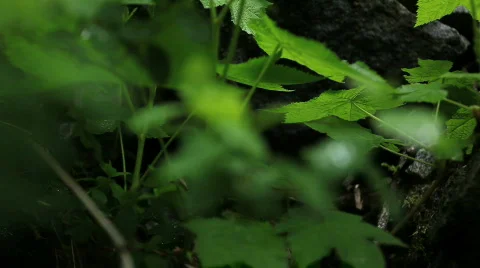 Green Leaves with Dew Drops Stock Footage 730634