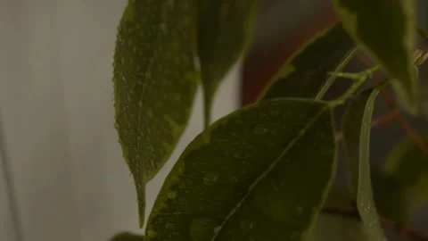 Green leaves with dew drops Stock Footage 236390519