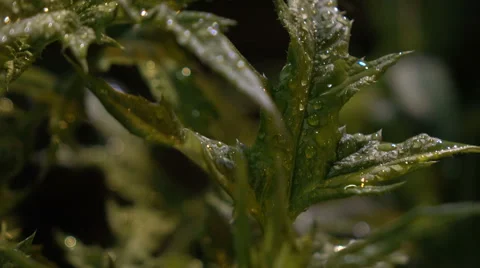 Green leaves with dew Stock Footage 68973189
