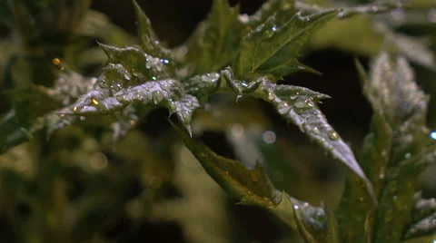 Green leaves with dew  Stock Footage 68975069
