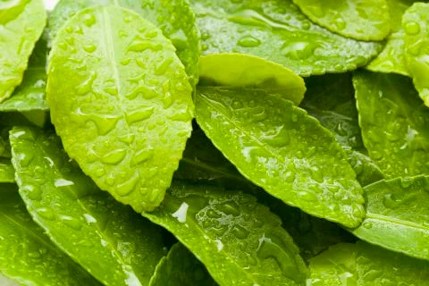 Green leaves with dew Stock Photos