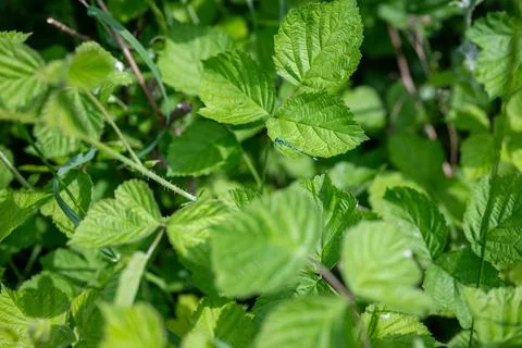Green leaves with dewdrops Stock Photos