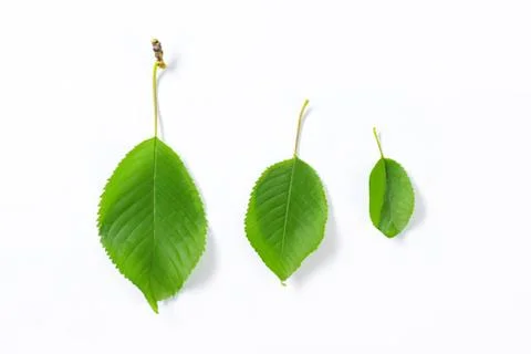 Green leaves of different sizes with bud Stock Photos