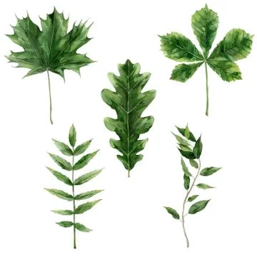 Green leaves of different trees. Oak, maple and chestnut leaves. Watercolour Stock Illustration