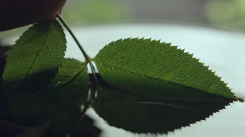 Green leaves dip and create small rings on clean water Stock Footage 229844034