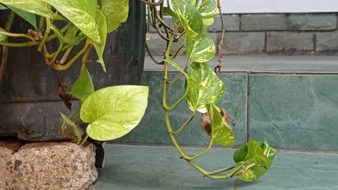 Green leaves down to the stair Stock Footage 137066870