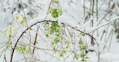 Green leaves during snowfall Stock Footage 146482682