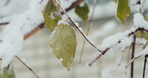 Green leaves during snowfall Stock Footage 146483980