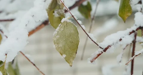 Green leaves during snowfall Stock Footage 146484052