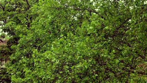 Green leaves during wind Stock Footage 241022924