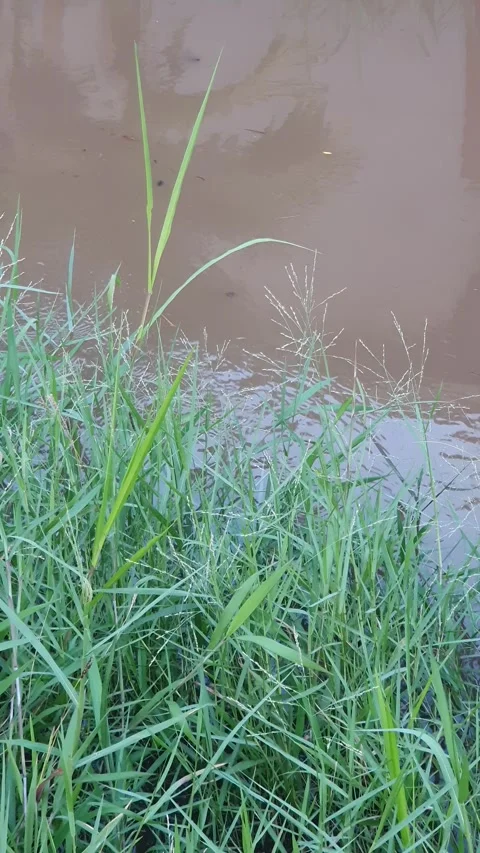 Green leaves on the edge of a small water channel Stock Footage 339638480