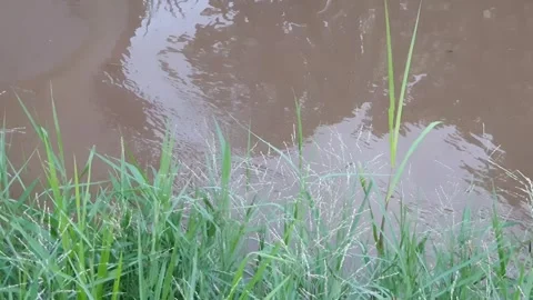 Green leaves on the edge of a small water channel Stock Footage 339638567