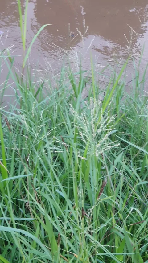 Green leaves on the edge of a small water channel Stock-Footage 339638568