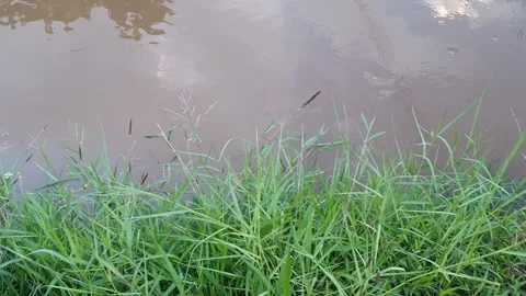 Green leaves on the edge of a small water channel Stock-Footage 339638656