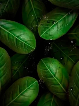 Green leaves elements Illustrazione stock