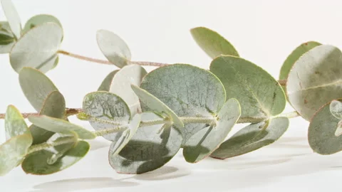 Green leaves eucalyptus isolated on a white revolving table, macro shot Stock Footage 168963362