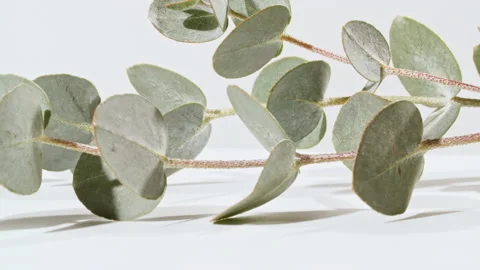 Green leaves eucalyptus isolated on a white revolving table, macro shot Stock Footage 169600141